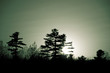 Photo: Evergreen sunset silhouette Evergreen sunset silhouette