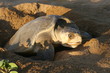 tortue tortue