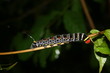chenille