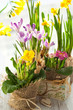 Colorful spring flowers