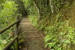 Path in woods