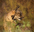 Lince Iberico I
