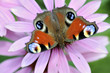 Peacock Butterfly