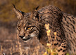 Lince Iberico II