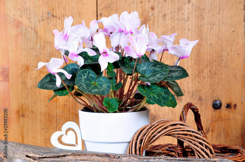 Photo: rosa Alpenveilchen Cyclamen Zimmerpflanze rosa Alpenveilchen Cyclamen Zimmerpflanze