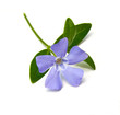 Periwinkle