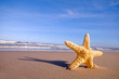 Starfish on the summer beach