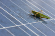 grasshopper to photovoltaic panel