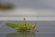 grasshopper to photovoltaic panel