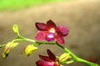 orchidée