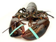 Photo: lobster - live close up lobster - live close up