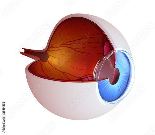 Illustration: Eye anatomy - inner structure isolated on white Eye anatomy - inner structure isolated on white