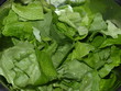 Salat