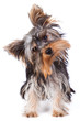 Photo en ligne au meilleur prix Yorkshire terrier