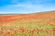 Foto: Campo de rojas amapolas Campo de rojas amapolas