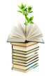 Books and plant Books and plant
