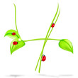 grasvier
