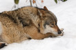 Wolf, Canis lupus