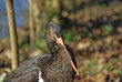 cigogne noire