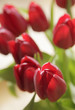 tulpe