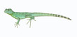 Colorful green basilisk lizard in a zoo