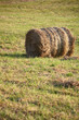 Haycock
