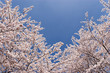 cherry blossom