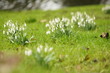 Perce-neige Perce-neige