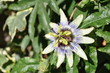 Passionsblume - Passiflora Passionsblume - Passiflora