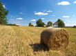 Roll of hay