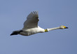 Singschwan 2R87