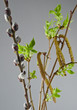 spring buds
