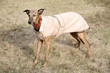 dressed dog - whippet dressed dog - whippet