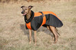dressed dog - whippet dressed dog - whippet