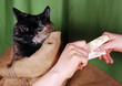 Katzenkauf q.