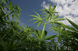 hemp, marihuana hemp, marihuana