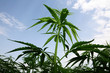 hemp, marihuana hemp, marihuana