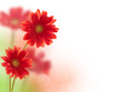 Gerberas rouges Gerberas rouges