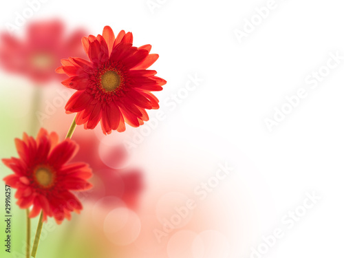 Photo: Gerberas rouges Gerberas rouges