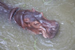 Hippo in water