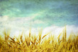 wheat ears