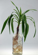 Flaschenpalme