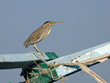 Green Heron on the Old Ship