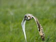 Frontal view of flying Short-eared Owl