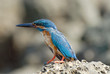 Emerald Kingfisher on Grey Stone Background