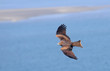 Black Kite flying over sea and small empty island