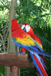 Parrots