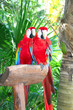 Parrots