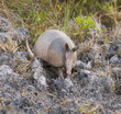 Armadillo