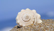 coquillage à la plage